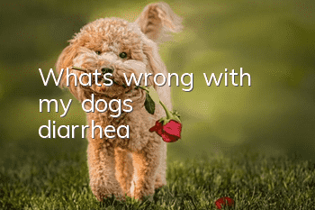 What's wrong with my dog's diarrhea?