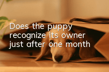 Does the puppy recognize its owner just after one month?