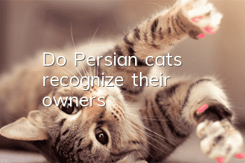 Do Persian cats recognize their owners?