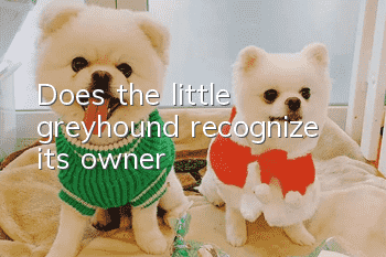 Does the little greyhound recognize its owner?