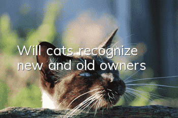 Will cats recognize new and old owners?