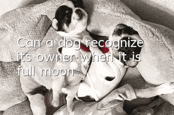 Can a dog recognize its owner when it is full moon?