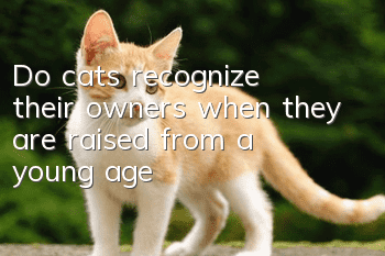 Do cats recognize their owners when they are raised from a young age?