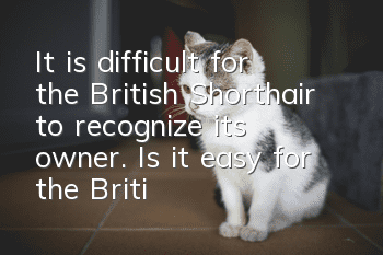 It is difficult for the British Shorthair to recognize its owner. Is it easy for the British Shorthair to recognize its owner?