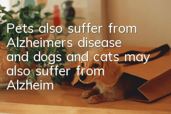 Pets also suffer from Alzheimer’s disease, and dogs and cats may also suffer from Alzheimer’s disease!