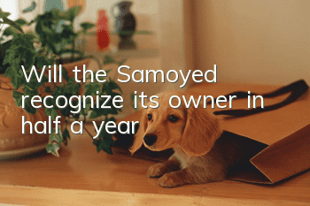 Will the Samoyed recognize its owner in half a year?