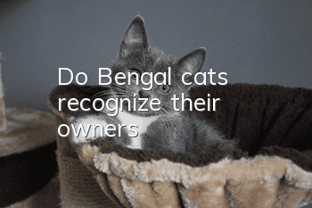 Do Bengal cats recognize their owners?