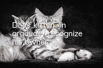 Does kitten Jin gradually recognize his owner?