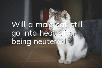Will a male cat still go into heat after being neutered?