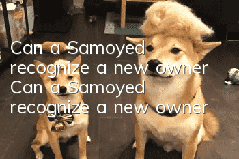 Can a Samoyed recognize a new owner? Can a Samoyed recognize a new owner?