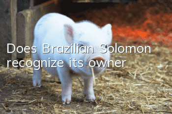 Does Brazilian Solomon recognize its owner?