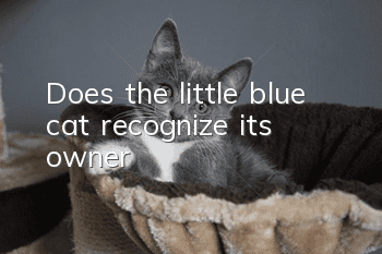 Does the little blue cat recognize its owner?