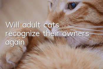 Will adult cats recognize their owners again?