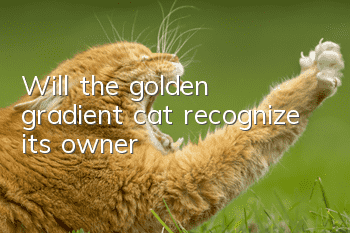 Will the golden gradient cat recognize its owner?