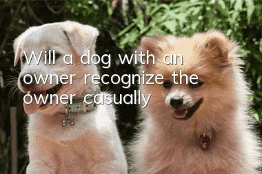 Will a dog with an owner recognize the owner casually?