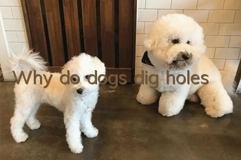 Why do dogs dig holes?