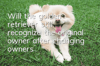 Will the golden retriever still recognize the original owner after changing owners?
