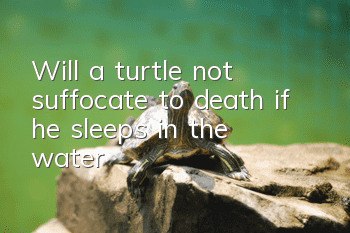 Will a turtle not suffocate to death if he sleeps in the water?