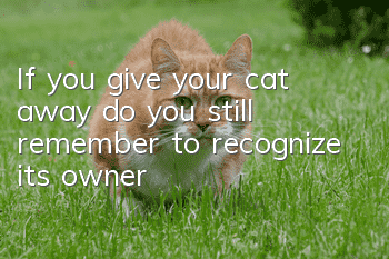 If you give your cat away, do you still remember to recognize its owner?