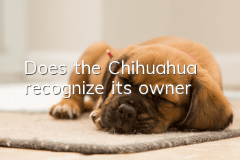 Does the Chihuahua recognize its owner?