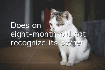 Does an eight-month-old cat recognize its owner?