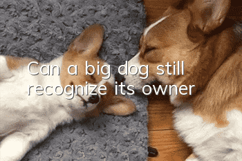 Can a big dog still recognize its owner?
