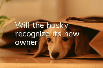 Will the husky recognize its new owner?