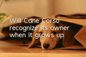 Will Cane Corso recognize its owner when it grows up?