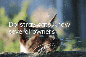 Do stray cats know several owners?