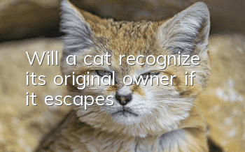 Will a cat recognize its original owner if it escapes?