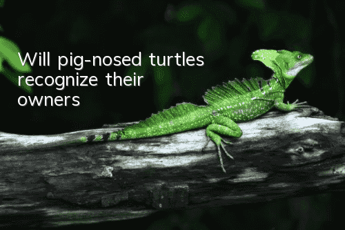 Will pig-nosed turtles recognize their owners?