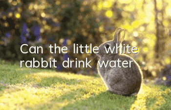 Can the little white rabbit drink water?