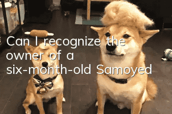 Can I recognize the owner of a six-month-old Samoyed?
