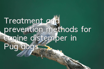 Treatment and prevention methods for canine distemper in Pug dogs