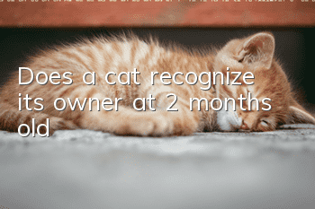 Does a cat recognize its owner at 2 months old?