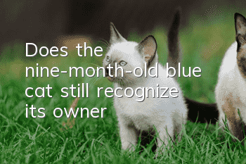 Does the nine-month-old blue cat still recognize its owner?