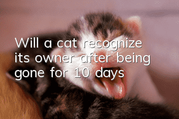 Will a cat recognize its owner after being gone for 10 days?
