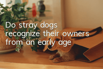 Do stray dogs recognize their owners from an early age?