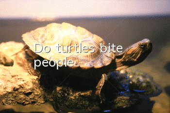 Do turtles bite people?