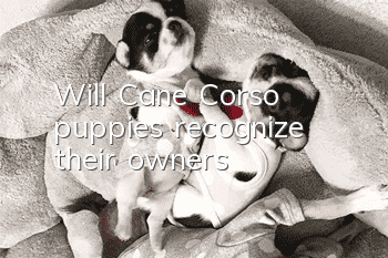 Will Cane Corso puppies recognize their owners?