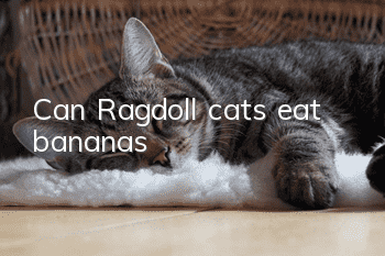 Can Ragdoll cats eat bananas?