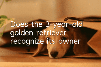 Does the 3-year-old golden retriever recognize its owner?