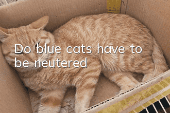 Do blue cats have to be neutered?