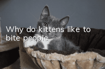 Why do kittens like to bite people?