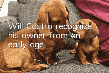 Will Castro recognize his owner from an early age?