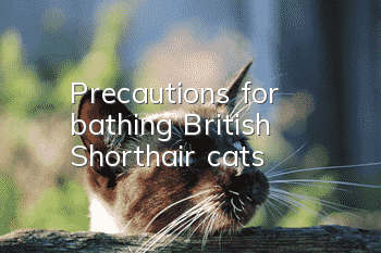Precautions for bathing British Shorthair cats