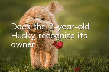 Does the 2-year-old Husky recognize its owner?