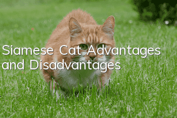 Siamese Cat Advantages and Disadvantages