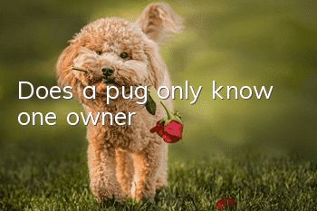 Does a pug only know one owner?
