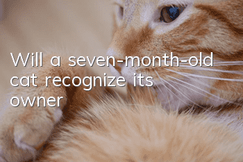 Will a seven-month-old cat recognize its owner?